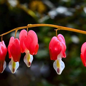 Pode incluir: Close-up de um galho com várias flores de coração sangrento rosa vibrante. Cada flor em forma de coração tem uma parte inferior branca e amarela, criando uma exibição delicada e atraente. O fundo é verde suave e desfocado.