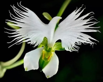 Dove orchidee witte zilverreiger bloemzaden – erfstuk tuinplant, exotische bloemen