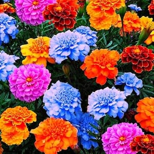 May include: A vibrant close-up of a variety of colorful flowers. The image showcases a mix of marigolds in shades of orange, red, and yellow, alongside blue and pink blooms. The flowers are densely packed, creating a lush and textured display.