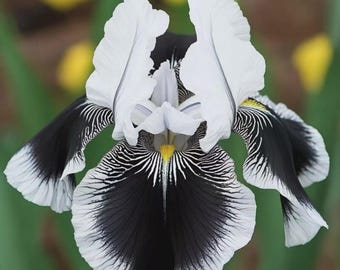 Rare Iris Seeds – Perennial Non-GMO Heirloom Flower Seeds for Outdoor Garden