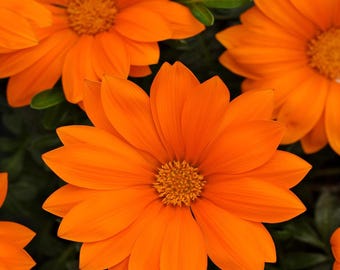 New Day Orange Gazania Seeds – Perennial Drought-Tolerant Ground Cover