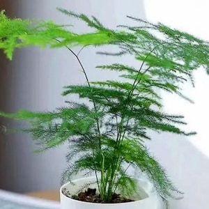 acer palmatum bonsai indoor Large Japanese Maple Specimen Bonsai main image 0