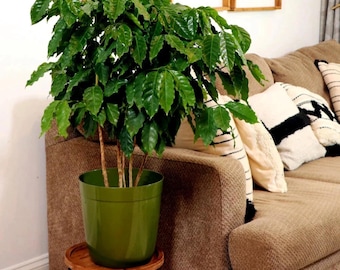 Coffea Arabica Seeds – Rare Exotic Indoor Coffee Bean Tree for Tropical House Gardens