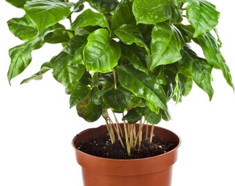 Dwarf Arabian Coffee Tree Seeds – Non-GMO Perennial Plant