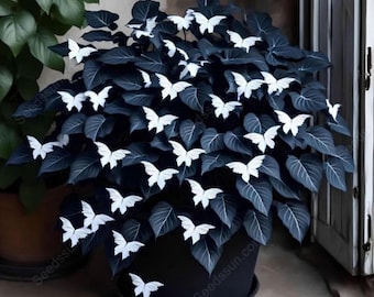 Black White Butterfly Coleus Seeds – Rare Heirloom Ornamental Foliage