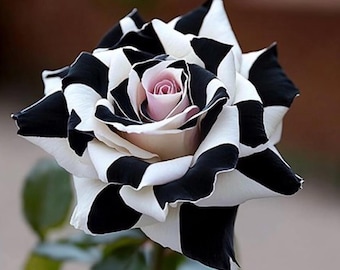 Exotische seltene schwarz-weiße Rosensamen - Einzigartige Blumenpflanze für den Hausgarten