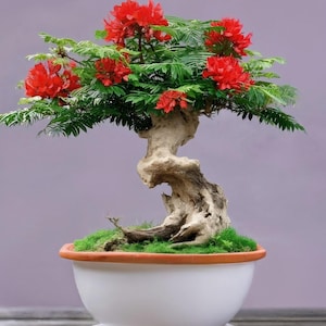Delonix Regia Bonsai - Etsy