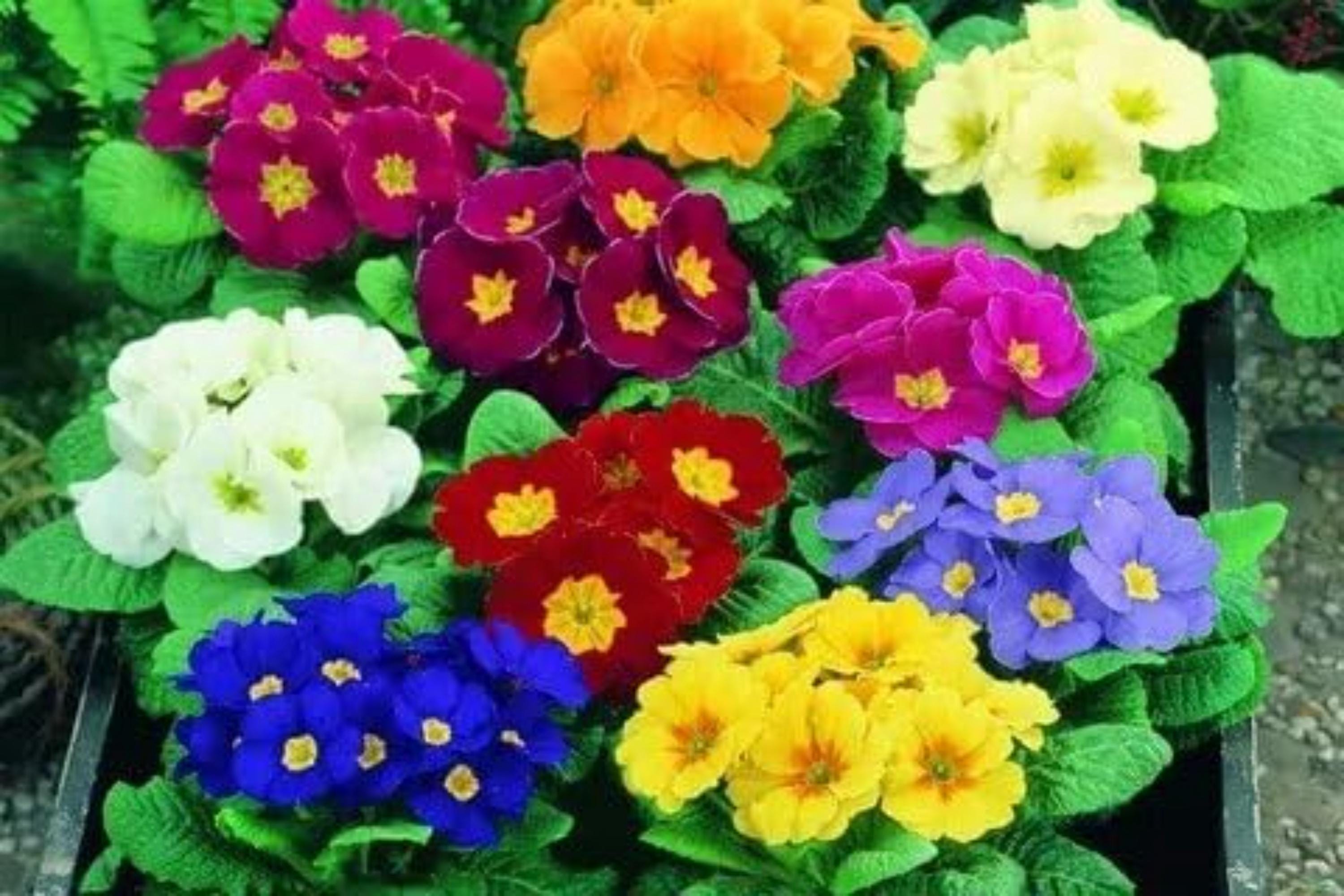 Primula Springtime Mix Primrose Garden Mix Seeds – Perennial Primula Spp., Shade Garden ...