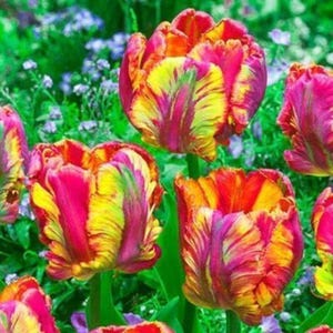 Könnte beinhalten: Nahaufnahme von leuchtenden Papageientulpen in voller Blüte. Die Blütenblätter zeigen eine Mischung aus Farben, darunter leuchtendes Pink, Gelb und Orange, mit grünen Akzenten. Die Blumen stehen vor einem Hintergrund aus grünem Laub und kleinen blauen Blüten.