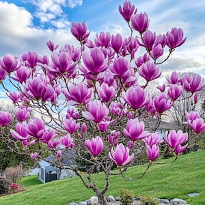 Könnte beinhalten: Ein Magnolienbaum in voller Blüte mit zahlreichen tiefrosa Blüten. Die Äste des Baumes sind mit Blüten geschmückt, vor dem Hintergrund eines blauen Himmels mit weißen Wolken. Der Baum steht auf einer grünen Wiese.