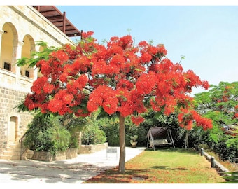 Royal Poinciana Tree Seeds – Delonix Regia Red Flame Flamboyant