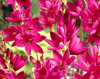 Ixia 'Mabel' -Glühlampen - Winterharte Kornlilie, Staude, duftende Frühlings- und Sommergartenblumen