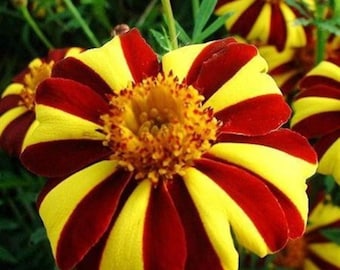 Marigold Seeds – Tagetes Majestic Flowers for Balcony, Garden & Cut Flowers, Non-GMO Annual