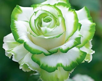 Nasiona róż wielokolorowych Heirloom – kwiaty ogrodowe bez GMO