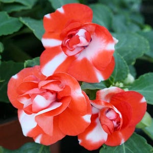 May include: Close-up of three vibrant red and white Impatiens flowers. The petals display a striking pattern of red and white stripes. The flowers are surrounded by green foliage, creating a natural and colorful composition.