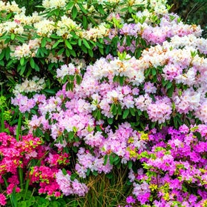rhododendron dünger obi Purgrün Rhododendrondünger 1 Liter