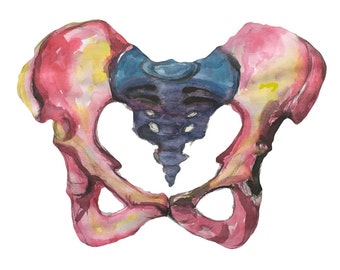 Pelvis