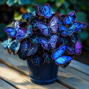 Midnight Blue Heart Plant Seeds - Etsy