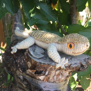 Gecko image 6