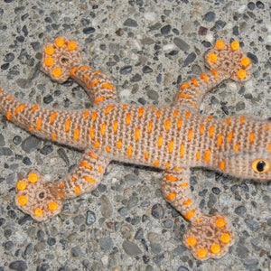 Gecko image 3