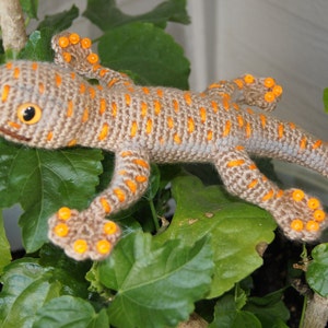 Gecko image 2