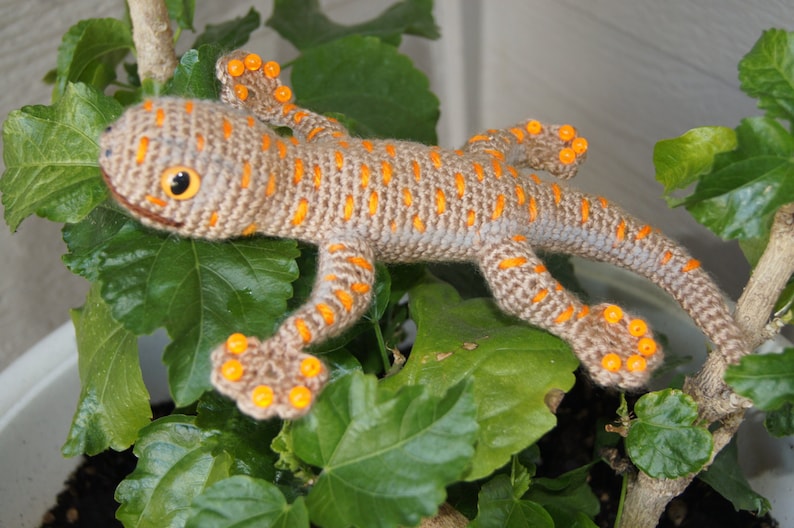 Gecko image 2