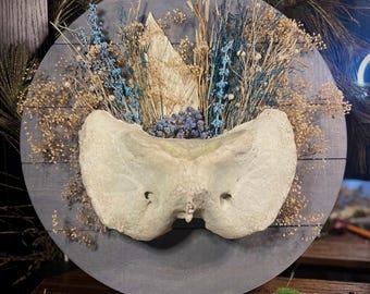 Cow Vertebrae Wall Decor