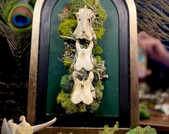 Deer Vertebrae Wall Decor