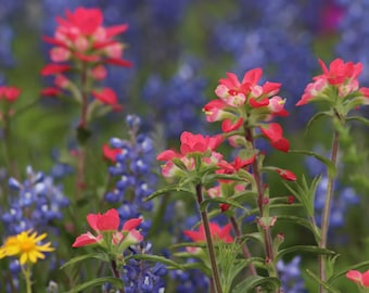 May include: A vibrant field of wildflowers, featuring bright red and pink Indian paintbrush blooms, interspersed with clusters of bluebonnets. A single yellow flower adds a contrasting pop of color against the green foliage.