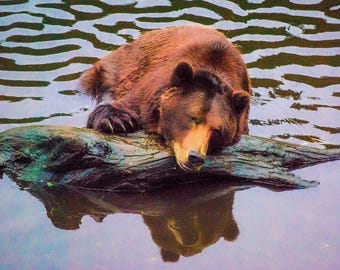 グリズリーベアの反射プリント、野生動物写真、素朴なキャビンの自然アート
