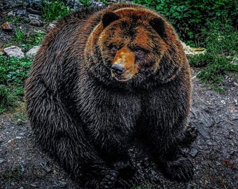 Grizzly Bear Print, Rustic Wildlife Photography Wall Art for Nature Decor