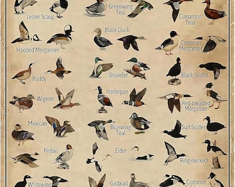 Duck Gifts Types of Duck Vintage Tin Sign for Home Office Farmhouse Man Cave Hunting Room Classroom Wall Art Decor 8x12 Inch