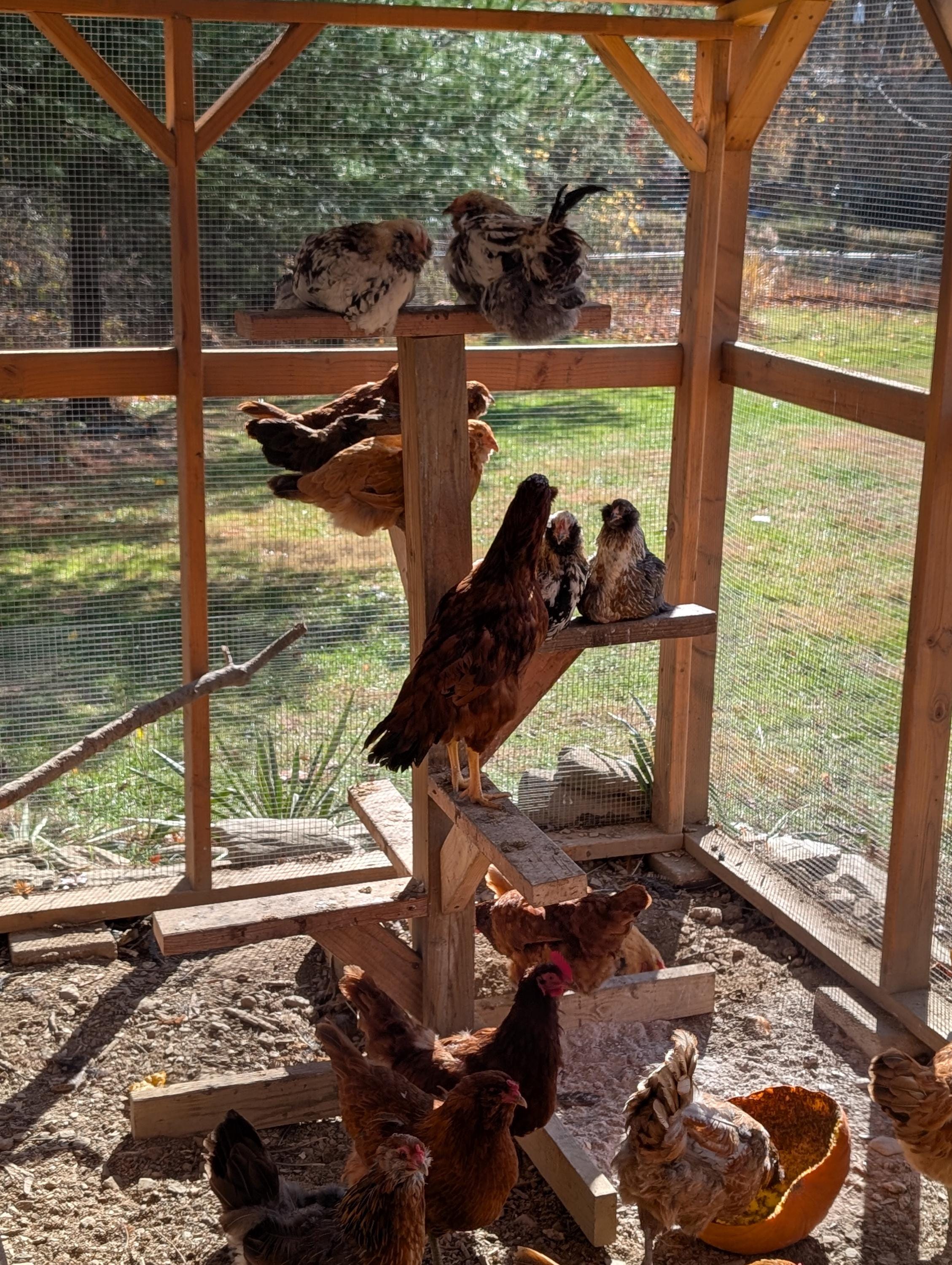 Chicken Roosting Tree Plans | Tiered Chicken Perch - Etsy