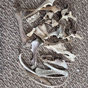 May include: A collection of assorted animal bones in various shapes and sizes, including several curved rib bones, vertebrae, and fragmented skeletal pieces. The bones are off-white, beige, and light brown in color with textured surfaces.