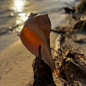 May include: A large, tan conch shell with a smooth exterior and a warm, orange interior. The shell is resting on a piece of driftwood on a sandy beach, with the ocean and a sunset in the background. The shell's opening faces the viewer.