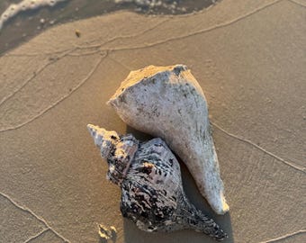 Bundel Florida Horse Conch Shell & Lightening Puist (Natuurlijk)