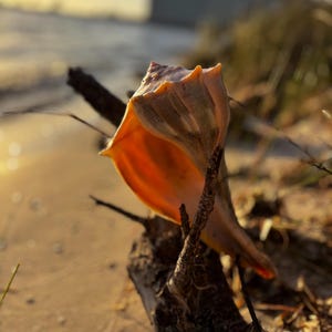 Könnte beinhalten: Eine große, orangefarbene und hellbraune Muschelschale liegt auf einem Stück Treibholz an einem Sandstrand. Das Innere der Schale ist leuchtend orange und kontrastiert mit den gedämpften Tönen des Sandes und des Himmels im Hintergrund. Die Schale ist der Blickfang.
