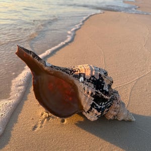 Puede incluir: Una gran concha marina descansa en una playa arenosa, con las olas del océano acariciando suavemente su base. La concha presenta una mezcla de patrones negros, blancos y marrones, con un interior rojizo-anaranjado. La escena está bañada por la cálida luz del sol poniente.