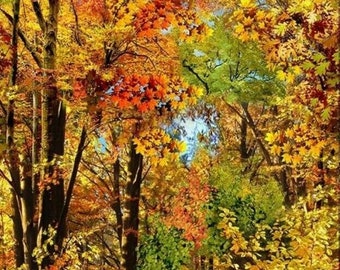 Fall Autumn Fabric Panel Fall Foliage Trees by Timeless Treasures C8647,  23" x 44" Cotton Fabric Panel to Sew or Quilt