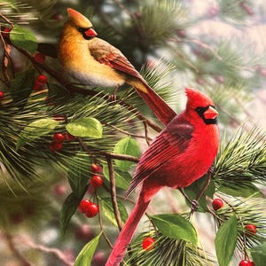 May include: A detailed illustration of two cardinal birds perched on a branch with green leaves and red berries. One cardinal is bright red, the other is yellow and brown. The background features pine needles.