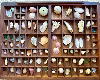 Antike historische Briefpressenschublade aus den 1880er Jahren mit einer kuratierten Sammlung verschiedener Muscheln und Meereslebewesen