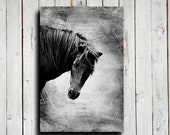 Black Horse - Horse photography - Horse art - Horse decor - Black and White Horse - Black Horse photography - Animal photography