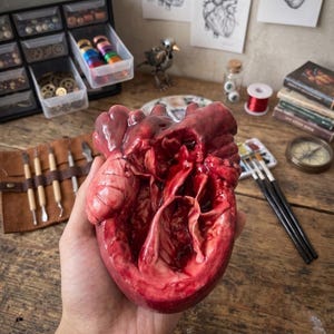 Puede incluir: Un modelo anatómico detallado de un corazón humano, pintado en tonos rojos y rosas, sostenido en una mano. Se ven las cámaras y vasos internos del modelo. El fondo incluye materiales de arte y dibujos anatómicos.