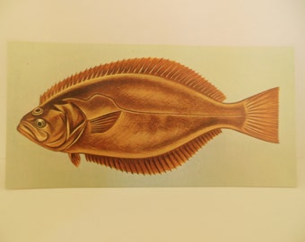 Vintage Fish Flash Card Color Decor Paper Ephhemea California Halibut 1960's (item 12)