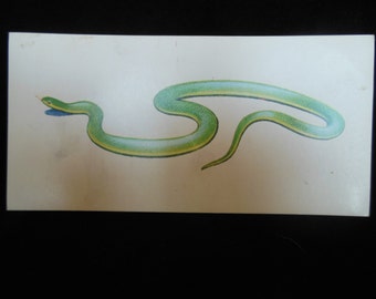 Vintage Reptile Flash Card Color Decor Paper Ephemera Smooth Green Snake 1960's (item 12)