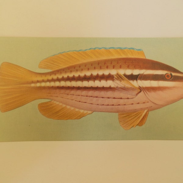 Vintage Fish Flashcard Color Decor Paper Ephhemera Striped Parrotfish 1960's (item 12)