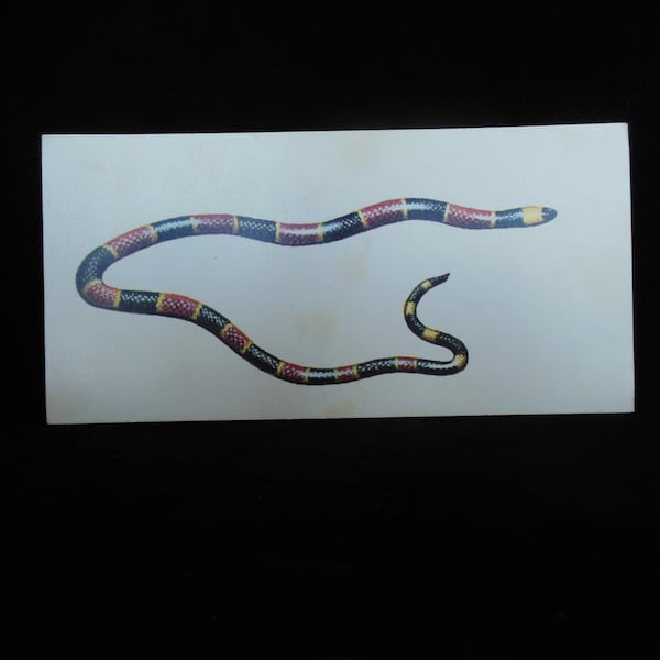 Vintage Reptile Flashcard Color Decor Paper Ephemera Eastern Coral Snake 1960's (item 12)