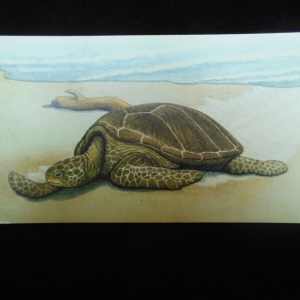 Vintage Reptile Flashcard Color Decor Paper Ephemera Green Turtle 1960's (item 12)