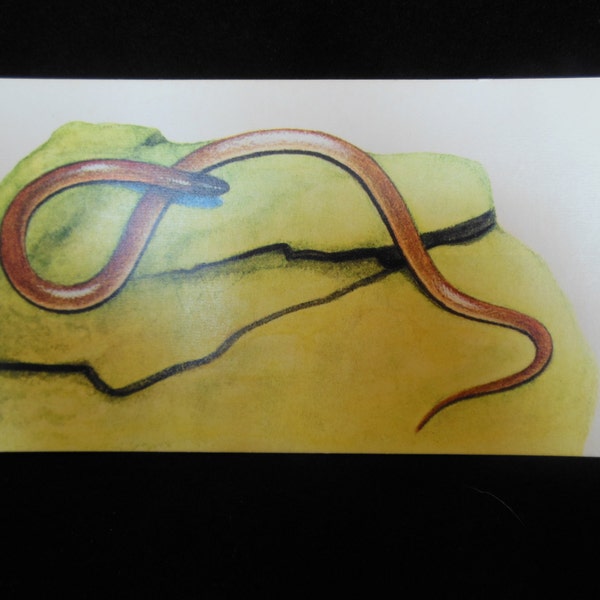 Vintage Reptile Flashcard Color Decor Paper Ephemera Northern Flat-Headed Snake 1960's (item 12)