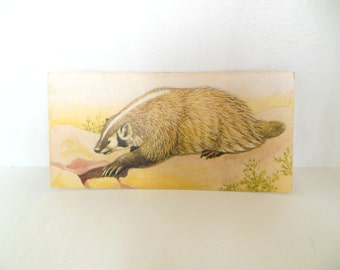 Vintage Mammal Flash Card Color Paper Ephemera Badger 60's (item 12)
